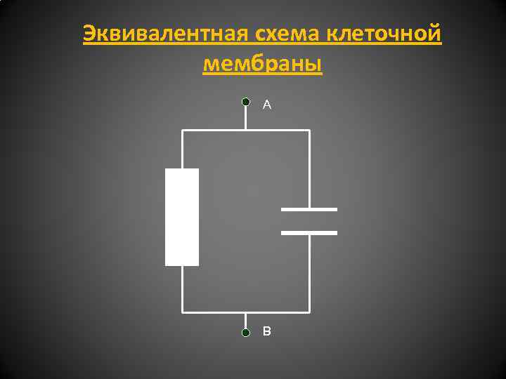 Эквивалентная схема клеточной мембраны А В 