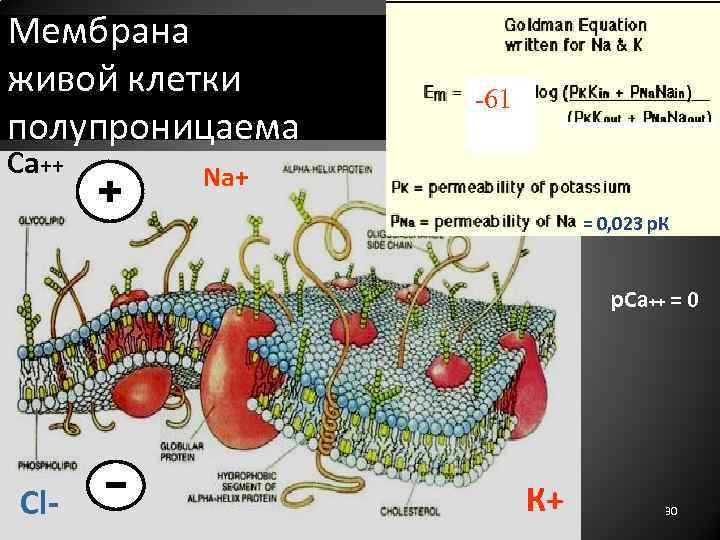 Мембрана живой клетки полупроницаема Са++ -61 Na+ = 0, 023 р. К р. Са++