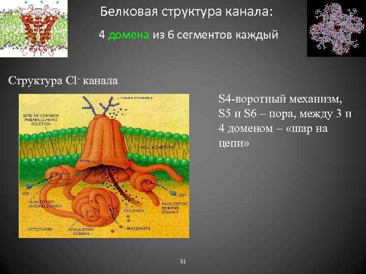 Белковая структура канала: 4 домена из 6 сегментов каждый Структура Cl- канала S 4