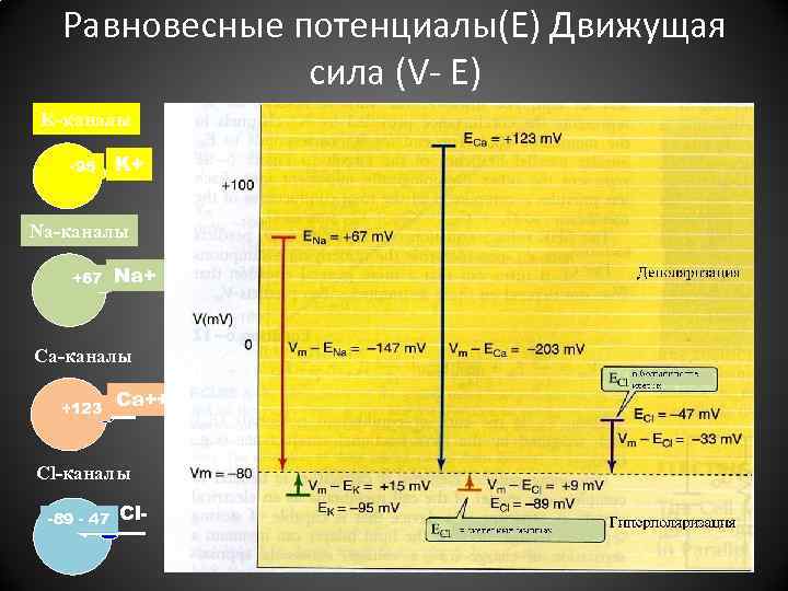 Равновесные потенциалы(Е) Движущая сила (V- Е) K-каналы -95 K+ Na-каналы +67 Na+ Ca-каналы +123