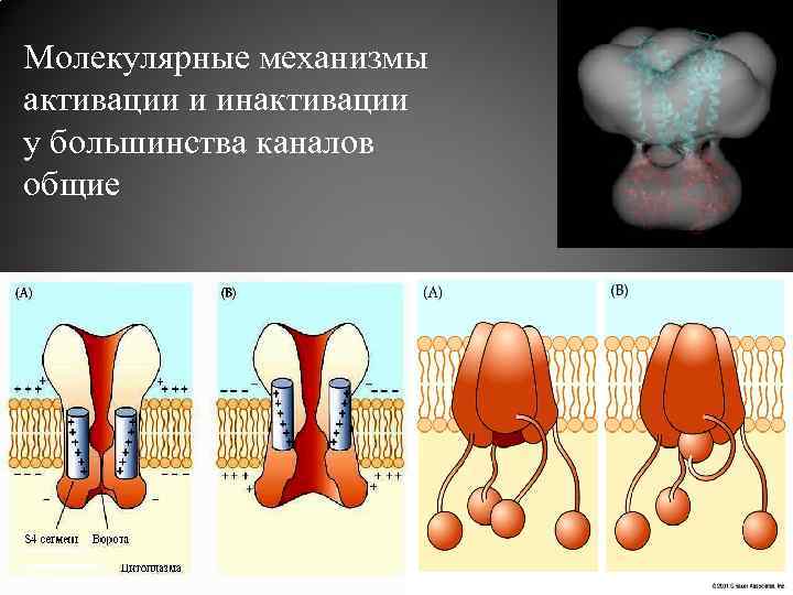 Молекулярные механизмы активации и инактивации у большинства каналов общие 37 