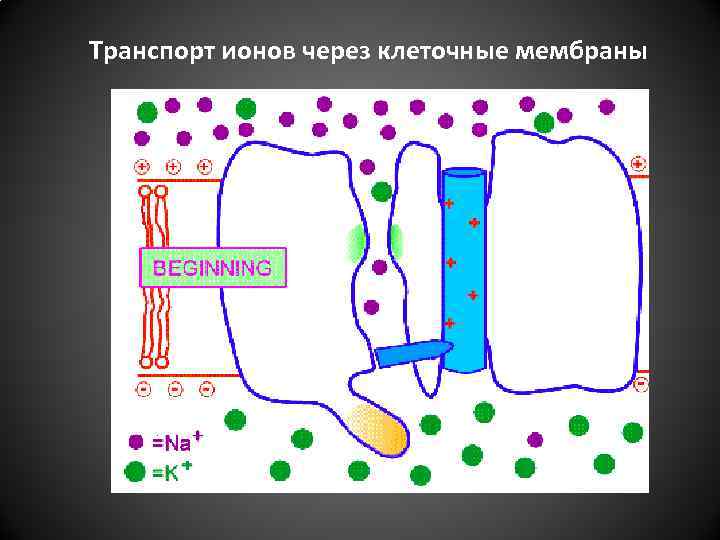 Транспорт ионов через клеточные мембраны 