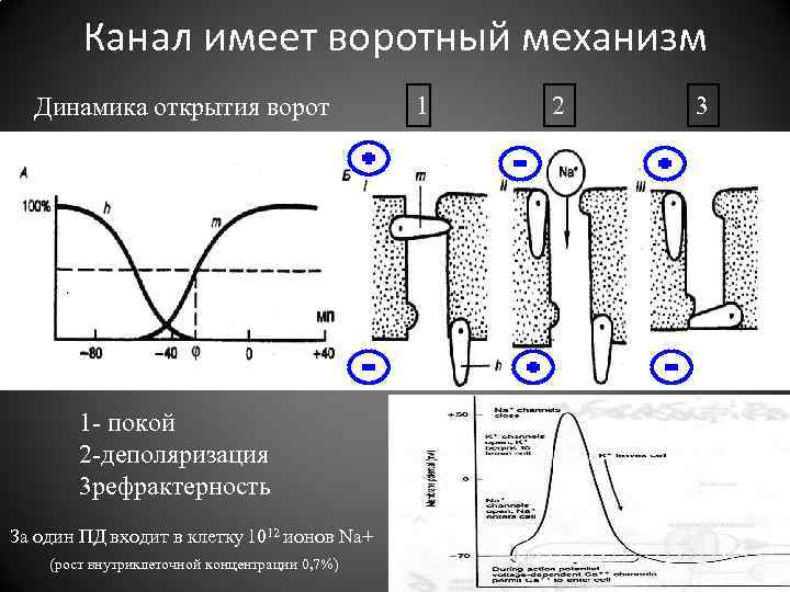 Канал имеет воротный механизм Динамика открытия ворот 1 2 3 1 - покой 2