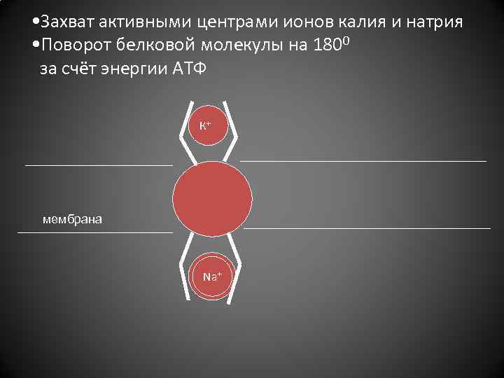  • Захват активными центрами ионов калия и натрия • Поворот белковой молекулы на