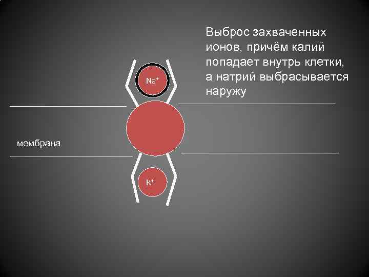 Na+ мембрана К+ Выброс захваченных ионов, причём калий попадает внутрь клетки, а натрий выбрасывается