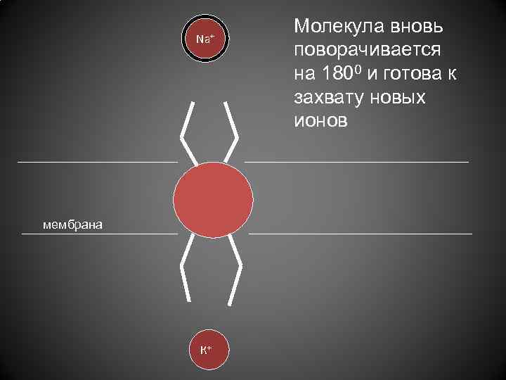 Na+ мембрана К+ Молекула вновь поворачивается на 1800 и готова к захвату новых ионов