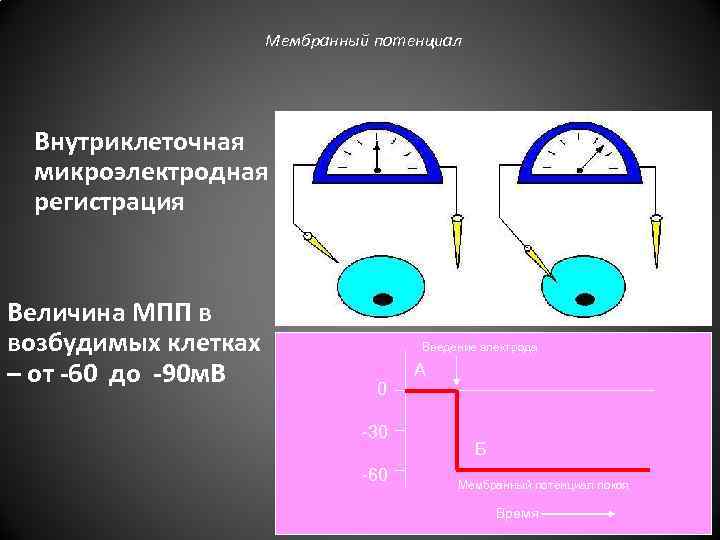 Мембранный потенциал Внутриклеточная микроэлектродная регистрация Б А Величина МПП в возбудимых клетках – от