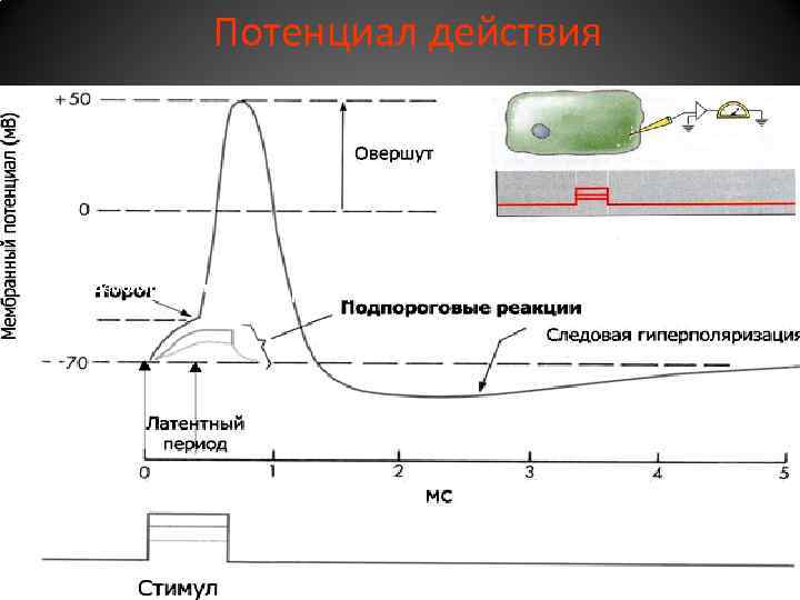 Потенциал действия Фаза деполяризации Фаза реполяризации 47 Раздражающий импульс 