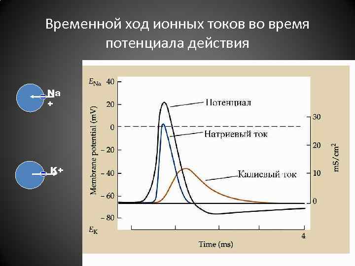 Временной ход ионных токов во время потенциала действия Na + K+ 50 