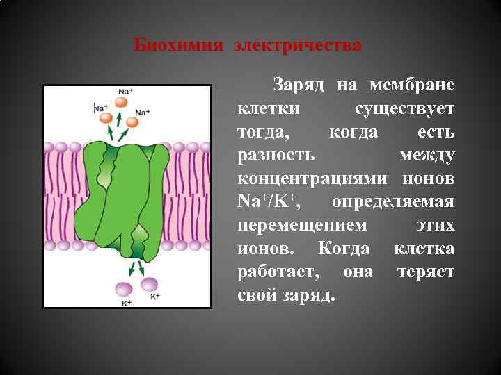 Биохимия электричества Заряд на мембране клетки существует тогда, когда есть разность между концентрациями ионов