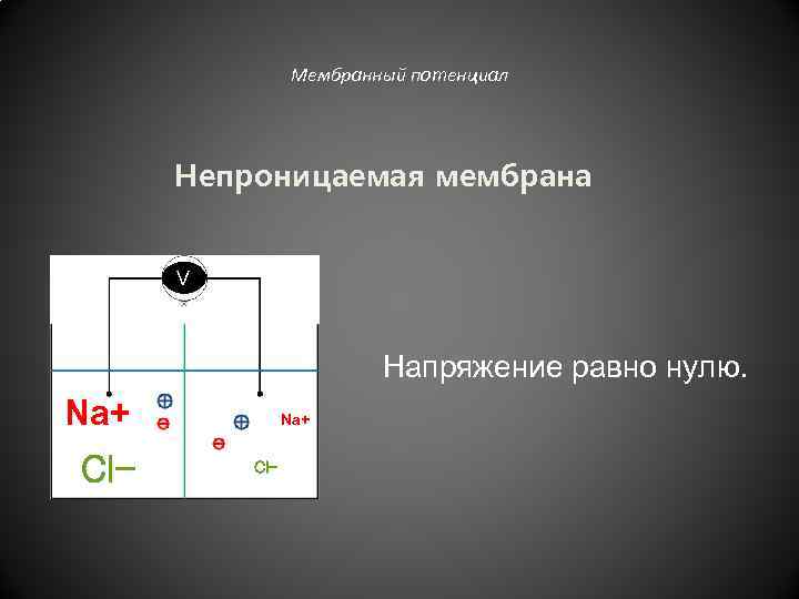 Мембранный потенциал Непроницаемая мембрана V Напряжение равно нулю. Na+ Cl- 