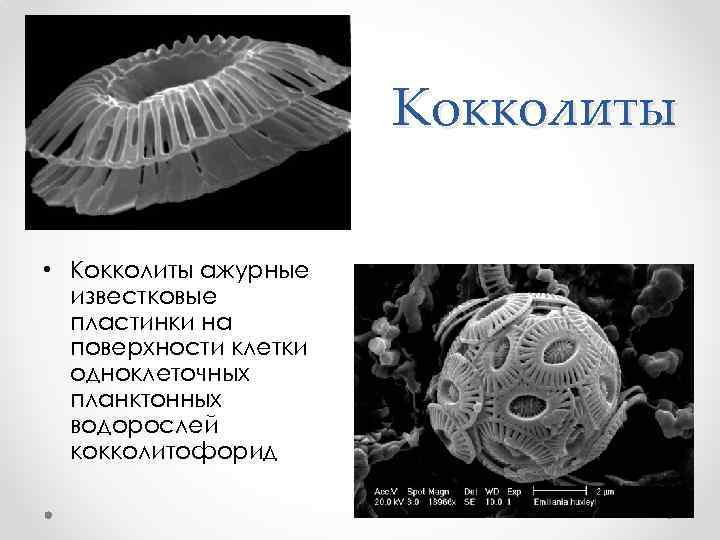 Кокколиты • Кокколиты ажурные известковые пластинки на поверхности клетки одноклеточных планктонных водорослей кокколитофорид 