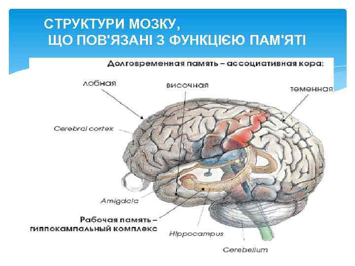 СТРУКТУРИ МОЗКУ, ЩО ПОВ'ЯЗАНІ З ФУНКЦІЄЮ ПАМ'ЯТІ 