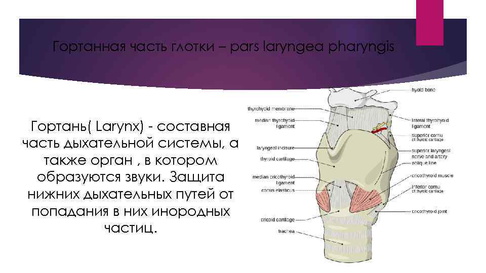 Гортанная часть глотки – pars laryngea pharyngis Гортань( Larynx) - составная часть дыхательной системы,