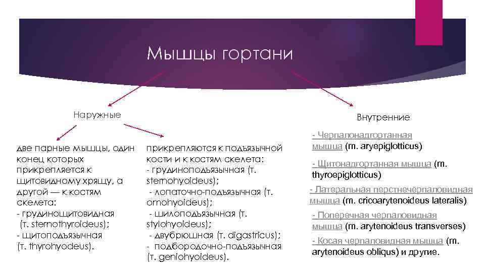 Мышцы гортани Наружные две парные мышцы, один конец которых прикрепляется к щитовидному хрящу, а