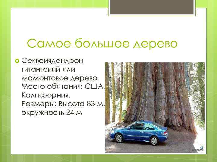 Самое большое дерево Секвойядендрон гигантский или мамонтовое дерево Место обитания: США, Калифорния. Размеры: Высота