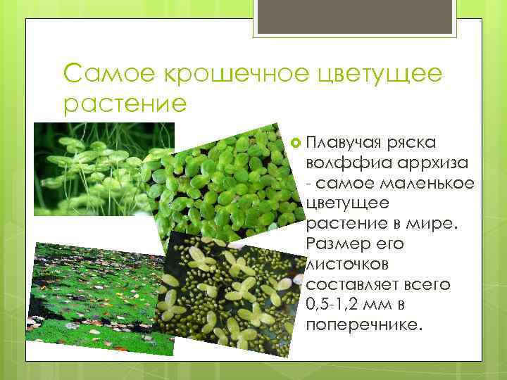 Самое крошечное цветущее растение Плавучая ряска волффиа аррхиза - самое маленькое цветущее растение в