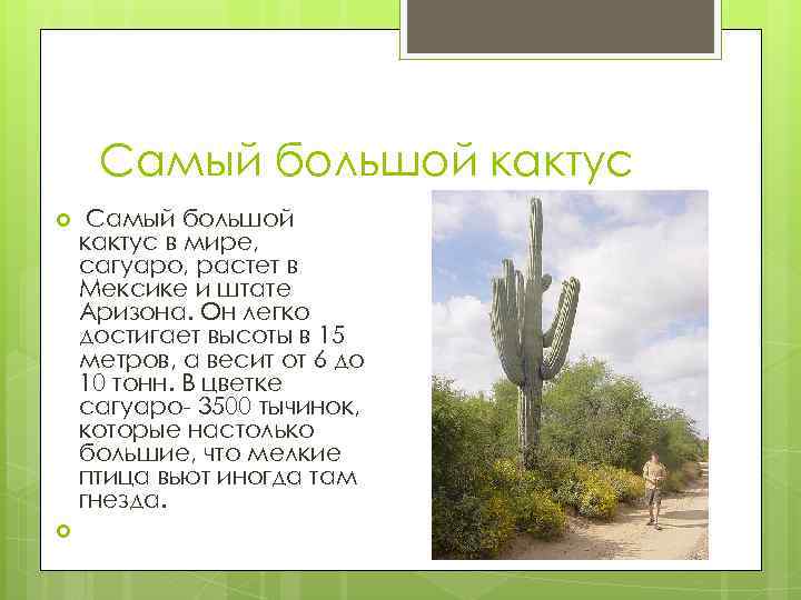Самый большой кактус в мире, сагуаро, растет в Мексике и штате Аризона. Он легко