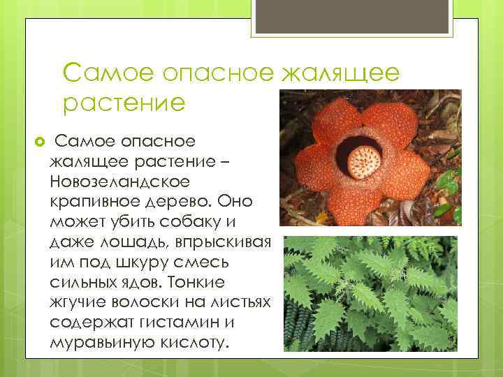 Самое опасное жалящее растение – Новозеландское крапивное дерево. Оно может убить собаку и даже