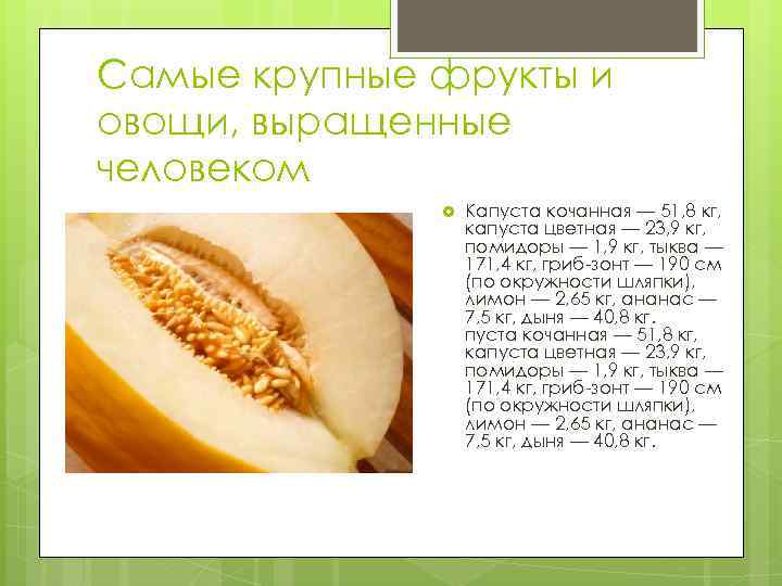 Самые крупные фрукты и овощи, выращенные человеком Капуста кочанная — 51, 8 кг, капуста