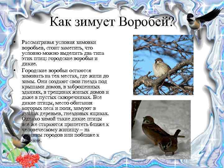 Как зимует Воробей? • • Рассматривая условия зимовки воробьев, стоит заметить, что условно можно
