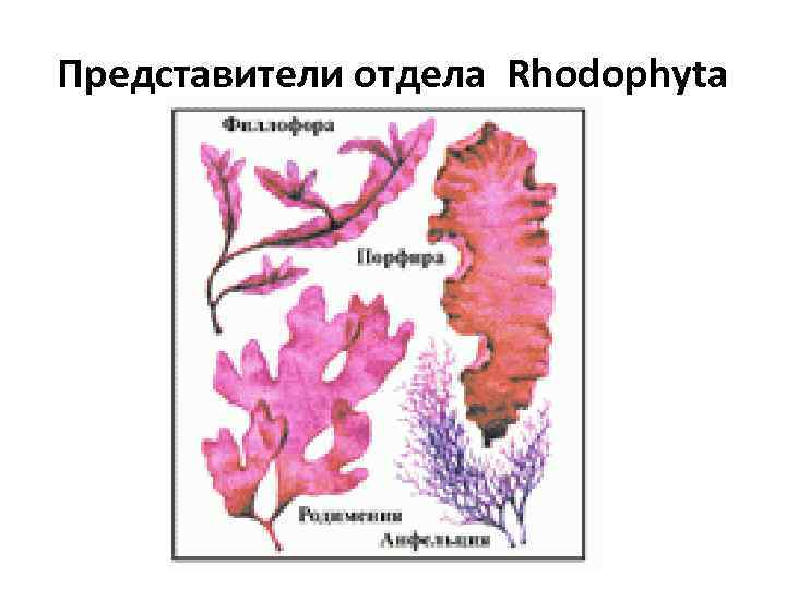 Представители отдела Rhodophyta 