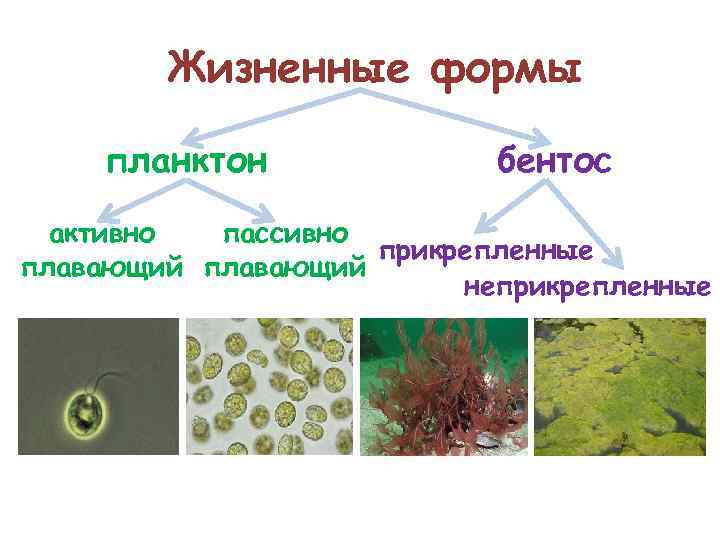 Жизненные формы планктон бентос активно пассивно прикрепленные плавающий неприкрепленные 