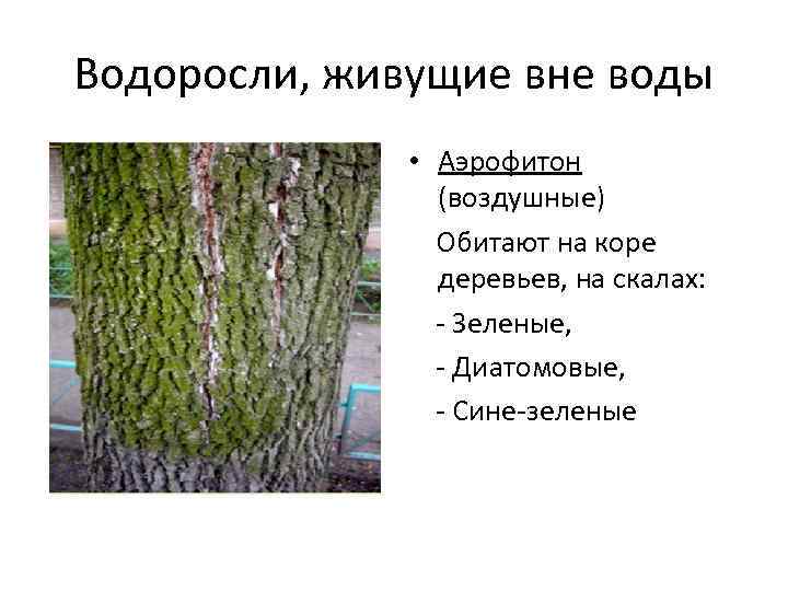 Водоросли, живущие вне воды • Аэрофитон (воздушные) Обитают на коре деревьев, на скалах: -