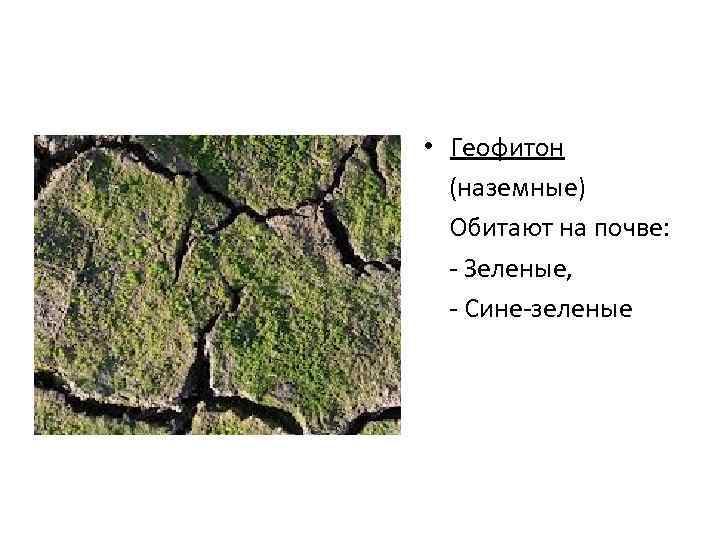  • Геофитон (наземные) Обитают на почве: - Зеленые, - Сине-зеленые 