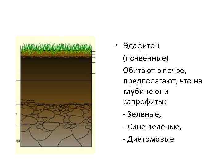  • Эдафитон (почвенные) Обитают в почве, предполагают, что на глубине они сапрофиты: -