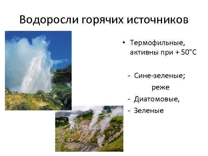 Водоросли горячих источников • Термофильные, активны при + 50°С - Сине-зеленые; реже - Диатомовые,