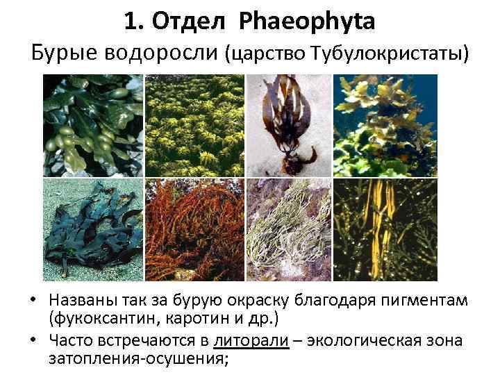 Какие организмы относят к бурым водорослям. Отдел бурые водоросли – Phaeophyta. Фукоксантин водоросли. Особенности отдела бурые водоросли. Бурые водоросли характеристика.