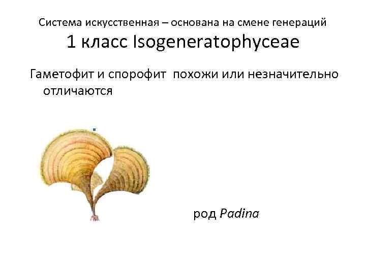 Система искусственная – основана на смене генераций 1 класс Isogeneratophyceae Гаметофит и спорофит похожи