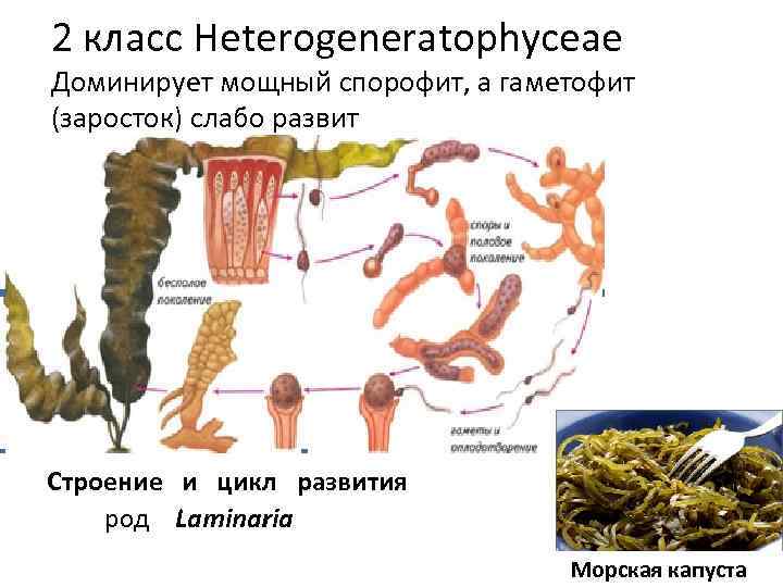 2 класс Heterogeneratophyceae Доминирует мощный спорофит, а гаметофит (заросток) слабо развит Строение и цикл