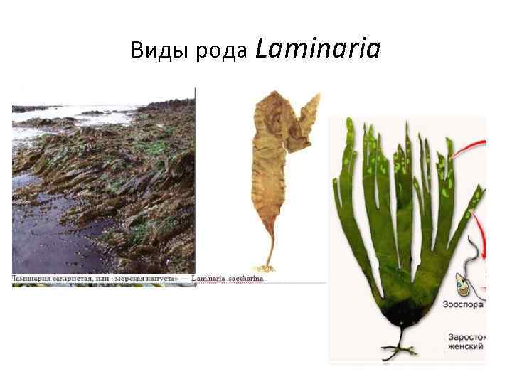 Виды рода Laminaria 