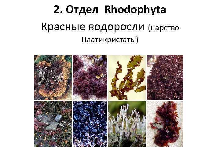 2. Отдел Rhodophyta Красные водоросли (царство Платикристаты) 