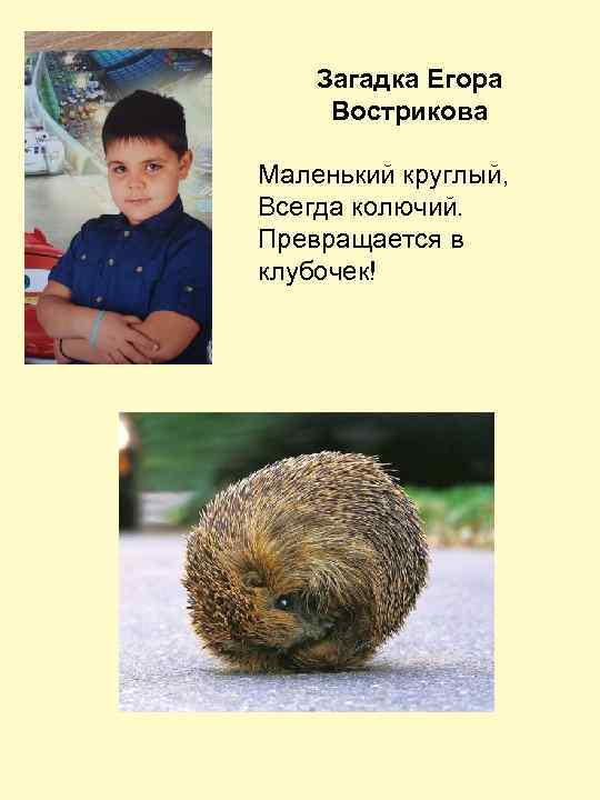 Загадка Егора Вострикова Маленький круглый, Всегда колючий. Превращается в клубочек! 