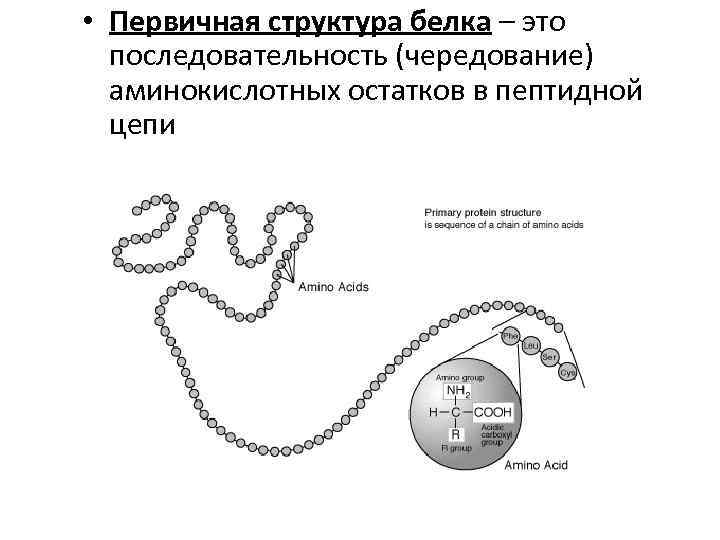 Информация о структуре белка