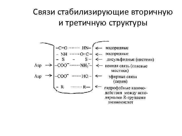 Связи стабилизирующие вторичную и третичную структуры 