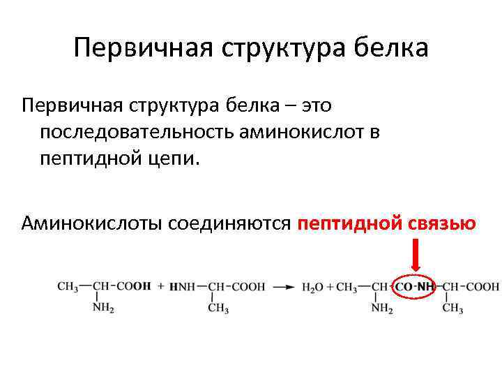 Цепь аминокислот. Первичная структура пептида и белка. Первичная структура пептидов и белков. Первичная структура пептида. Белки первичная структура аминокислот пептидная.