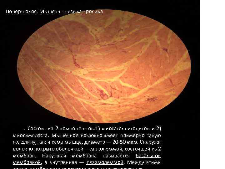Попер полос. Мышечн. тк языка кролика . Состоит из 2 компонен тов: 1) миосателлитоцитов
