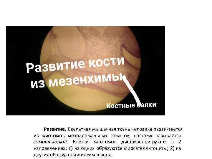 Развитие. Скелетная мышечная ткань человека разви вается из миотомов мезодермальных сомитов, поэтому называется соматической.