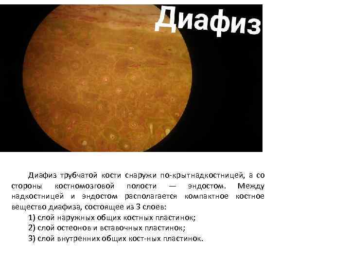 Диафиз трубчатой кости снаружи по крыт надкостницей, а со стороны костномозговой полости — эндостом.