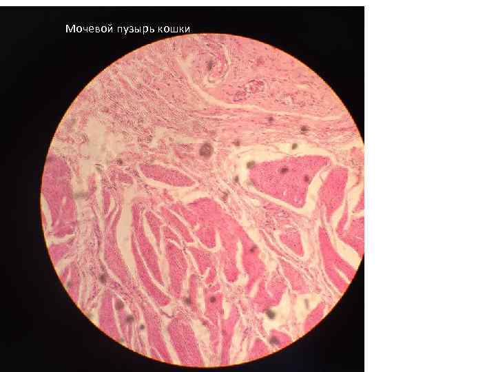 Мочевой пузырь кошки 