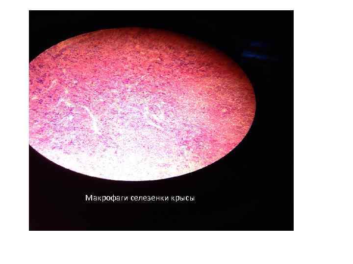Макрофаги селезенки крысы 