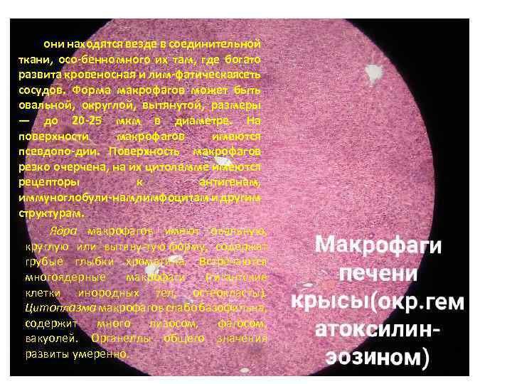 они находятся везде в соединительной ткани, осо бенно много их там, где богато развита