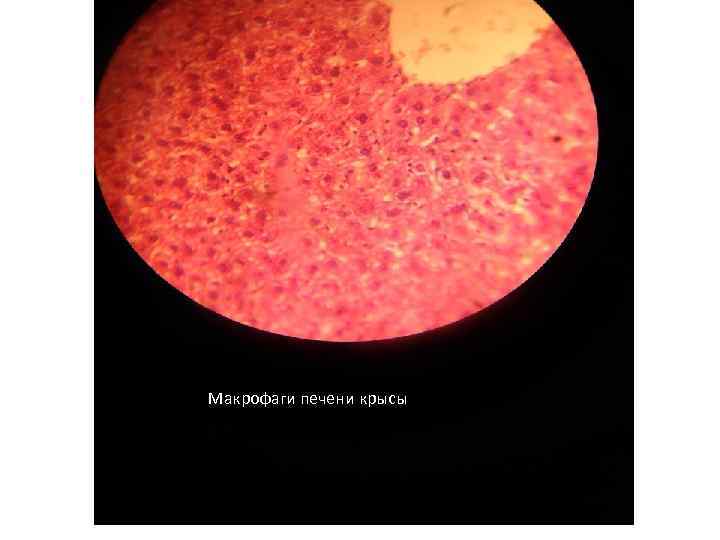Макрофаги печени крысы 
