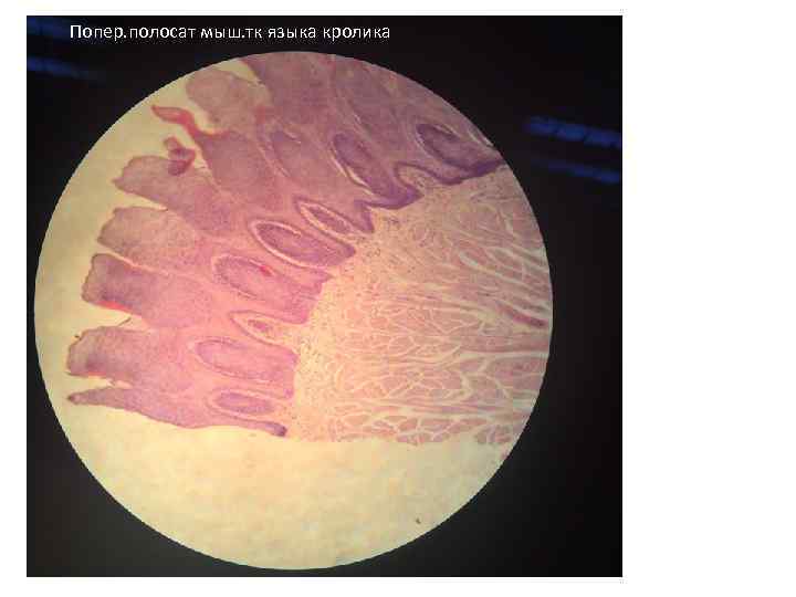 Попер. полосат мыш. тк языка кролика 