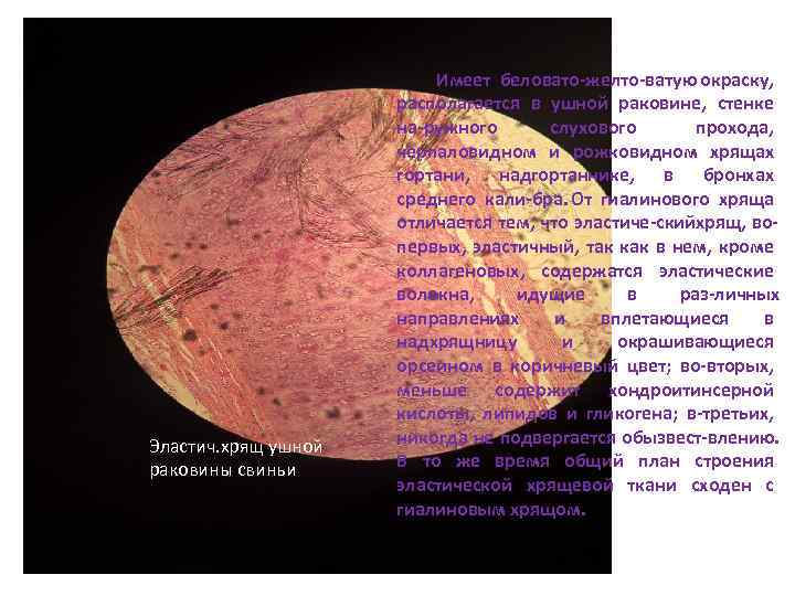 Эластич. хрящ ушной раковины свиньи Имеет беловато желто ватую окраску, располагается в ушной раковине,