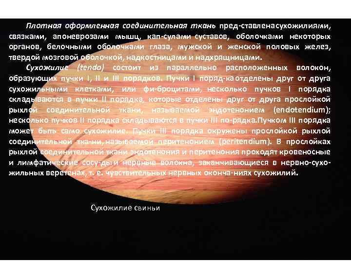 Плотная оформленная соединительная ткань пред ставлена сухожилиями, связками, апоневрозами мышц, кап сулами суставов, оболочками